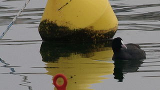 Liske u uvali Bregdetti