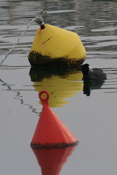 Liske u uvali Bregdetti