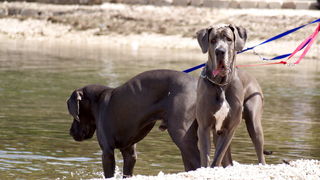 Zadar: Medjunarodna izlozba pasa CACIB 1. svibnja 2010.