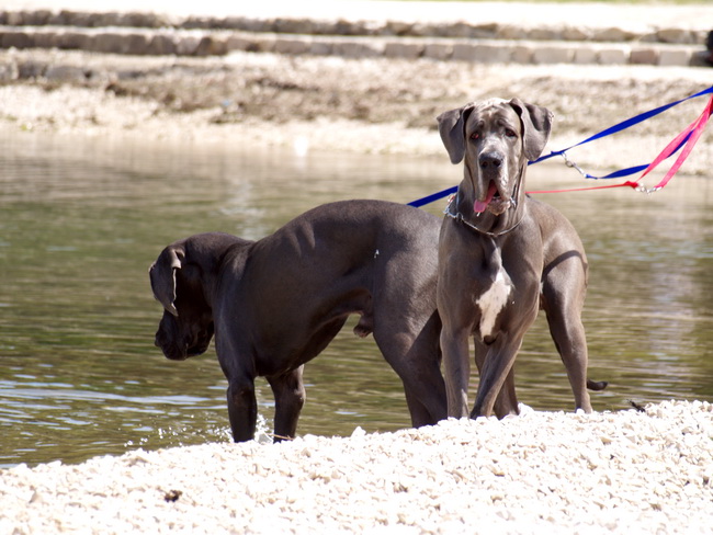 Zadar: Medjunarodna izlozba pasa CACIB 1. svibnja 2010.