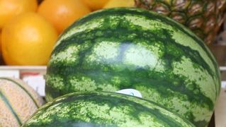 Image 1200495 (auto)