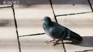 Đir po gradu, petak 22. prosinca 2017. Đir po gradu, petak 22. prosinca 2017.