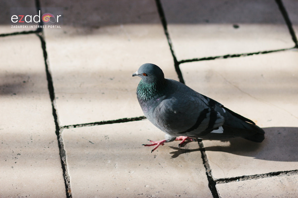 Đir po gradu, petak 22. prosinca 2017. Đir po gradu, petak 22. prosinca 2017.