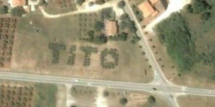 Tito u masliniku Tito u masliniku