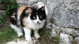 Đir p Rabu Đir p Rabu