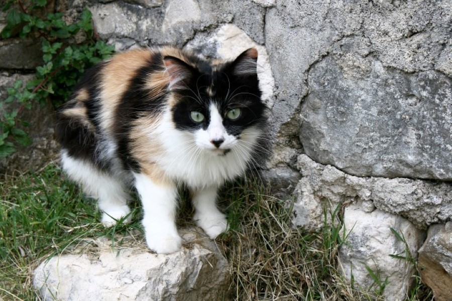 Đir p Rabu Đir p Rabu