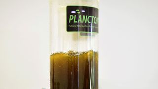 Strani studenti na združenom studiju Biotehnologija mora Strani studenti na združenom studiju Biotehnologija mora