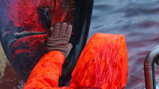 Zadar, 020112.
Tvrtka Kali Tuna bavi se izlovom i uzgojem tuna vec dugi niz godina.
Nakon uzgojnog ciklusa koji traje 30. mjesci slijedi izlov Tuna. Djelatnici Kali tune vrse izlov te ih prebacuju na drugi brod tvrtke iz Japana na kojem se vrsi daljnje pr Zadar, 020112.
Tvrtka Kali Tuna bavi se izlovom i uzgojem tuna vec dugi niz godina.
Nakon uzgojnog ciklusa koji traje 30. mjesci slijedi izlov Tuna. Djelatnici Kali tune vrse izlov te ih prebacuju na drugi brod tvrtke iz Japana na kojem se vrsi daljnje pr