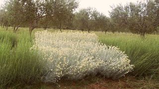 Hotel za solitarne pčele i druge korisne kukce u ekološkom masliniku OPG-a Čirjak