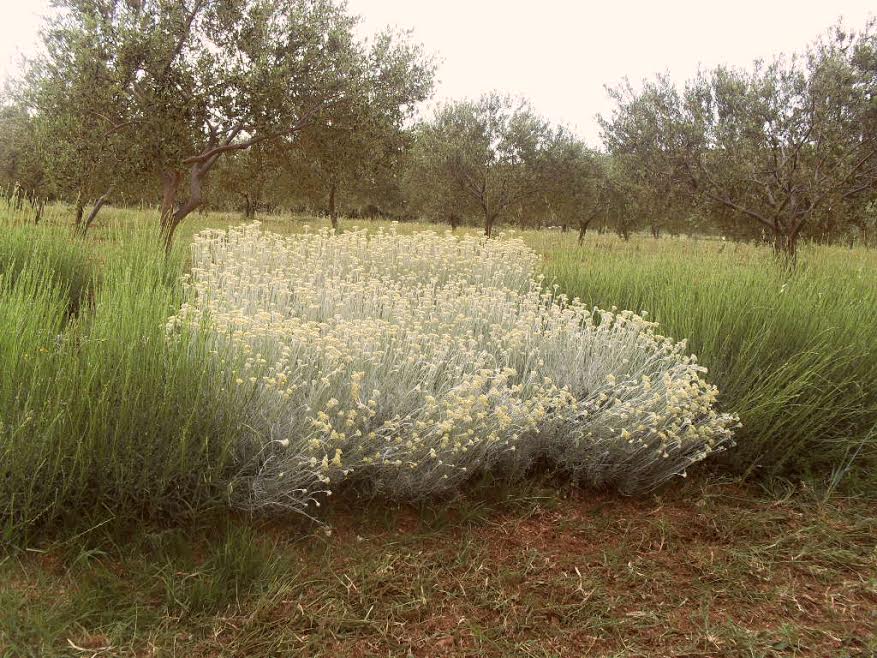 Hotel za solitarne pčele i druge korisne kukce u ekološkom masliniku OPG-a Čirjak