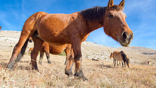 Velebitski divlji konji, Foto: Leo Banić