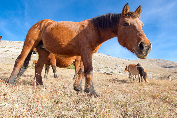Velebitski divlji konji, Foto: Leo Banić