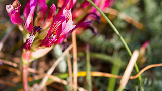 Priroda, cvijece, livada, sparoge, foto: Leo Banic