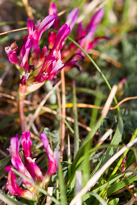 Priroda, cvijece, livada, sparoge, foto: Leo Banic