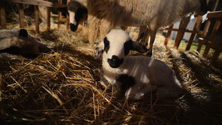 Diklo: Na Bunarima na blagdan sv. Stjepana uprilične žive jaslice Udruge Kveštura. Foto: Iva Perinčić Diklo: Na Bunarima na blagdan sv. Stjepana uprilične žive jaslice Udruge Kveštura. Foto: Iva Perinčić