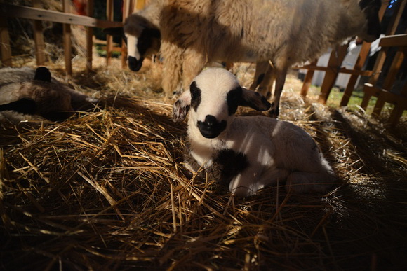 Diklo: Na Bunarima na blagdan sv. Stjepana uprilične žive jaslice Udruge Kveštura. Foto: Iva Perinčić Diklo: Na Bunarima na blagdan sv. Stjepana uprilične žive jaslice Udruge Kveštura. Foto: Iva Perinčić