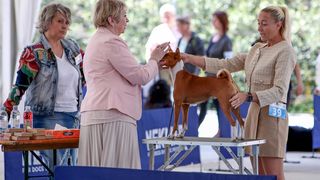 Međunarodna izložba pasa CACIB 2023