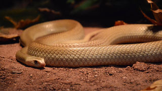 Otvorenje izložbe “Zmije – opasna ljepota”, foto: Iva Perinčić Otvorenje izložbe “Zmije – opasna ljepota”, foto: Iva Perinčić