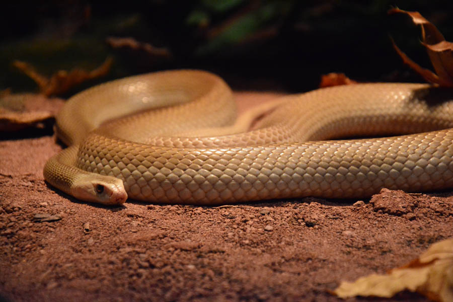 Otvorenje izložbe “Zmije – opasna ljepota”, foto: Iva Perinčić Otvorenje izložbe “Zmije – opasna ljepota”, foto: Iva Perinčić