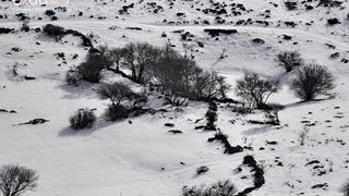 Tulove grede pod snježnim pokrivačem Tulove grede pod snježnim pokrivačem