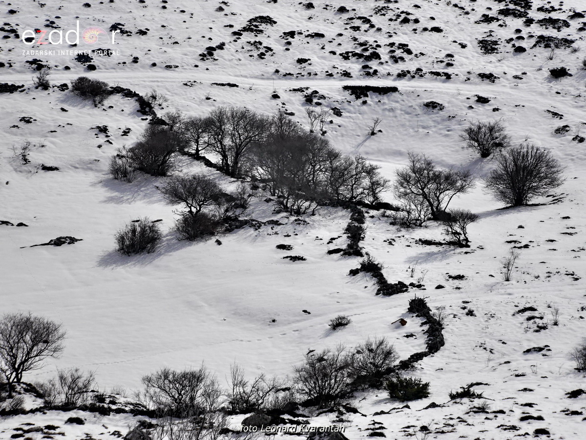 Tulove grede pod snježnim pokrivačem Tulove grede pod snježnim pokrivačem