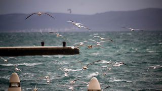 Galebov let (foto:Saša Čuka)