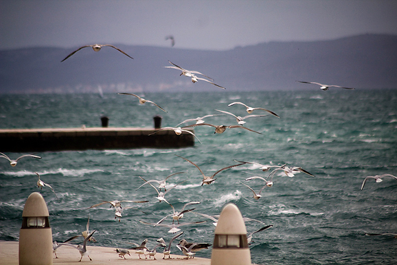 Galebov let (foto:Saša Čuka)