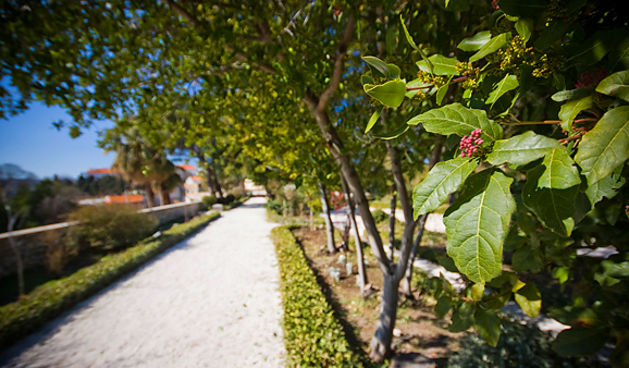Đir zadarskim parkovima,27. veljače 2012. (foto:Saša Čuka)