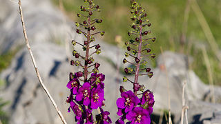Divlji konji Velebita, foto: Leo Banic