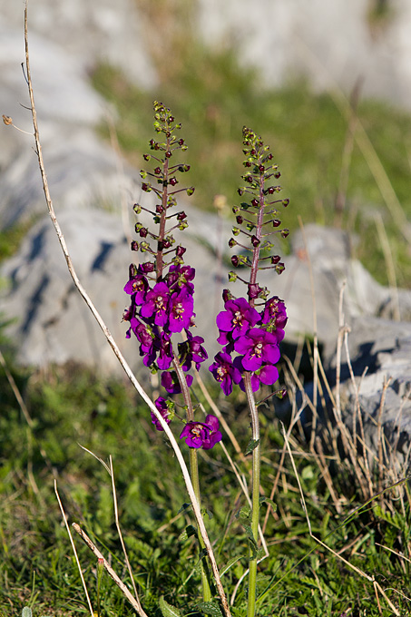 Divlji konji Velebita, foto: Leo Banic