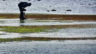 Zimska oseka u Sukošanu