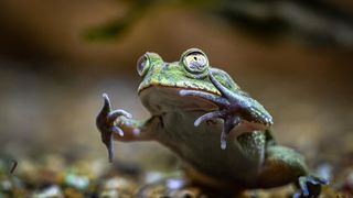 Stanari zagrebačkog Zoološkog vrta u zimskom razdoblju