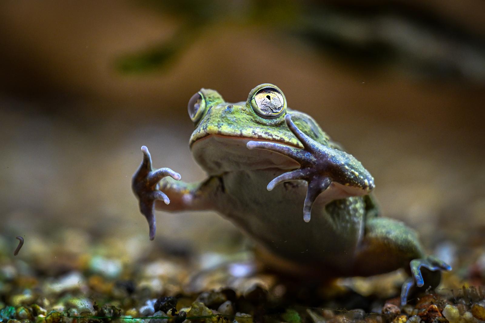 Stanari zagrebačkog Zoološkog vrta u zimskom razdoblju