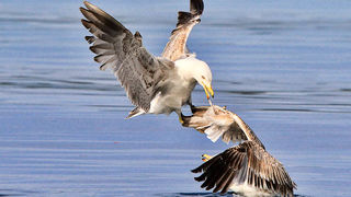 Moj galebe by Leo Banić