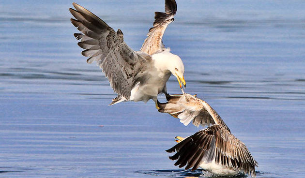 Moj galebe by Leo Banić