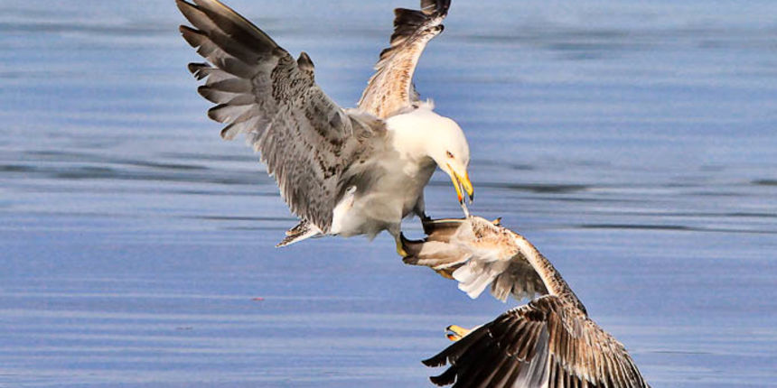 Moj galebe by Leo Banić