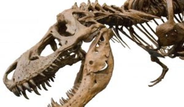 T-rex fosil (Foto: ducksters.com)