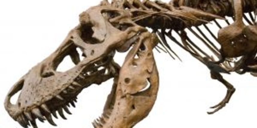 T-rex fosil (Foto: ducksters.com) T-rex fosil (Foto: ducksters.com)