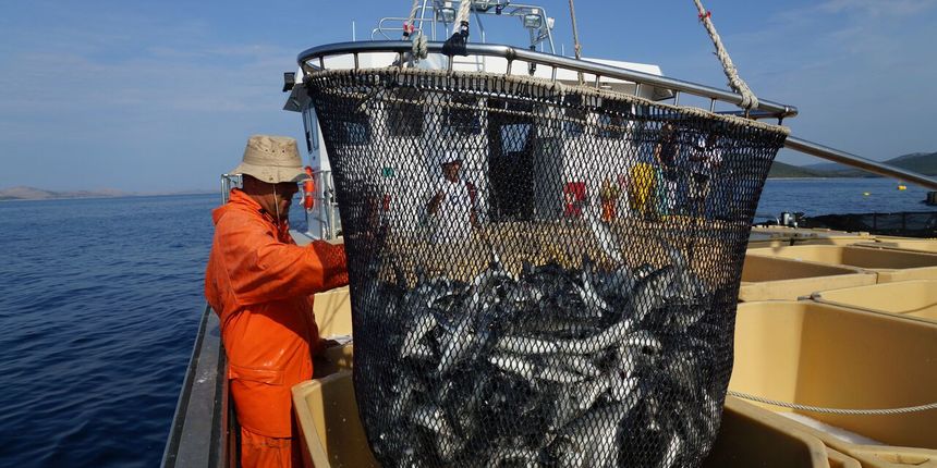 Cromaris, ribolov, ribarstvo