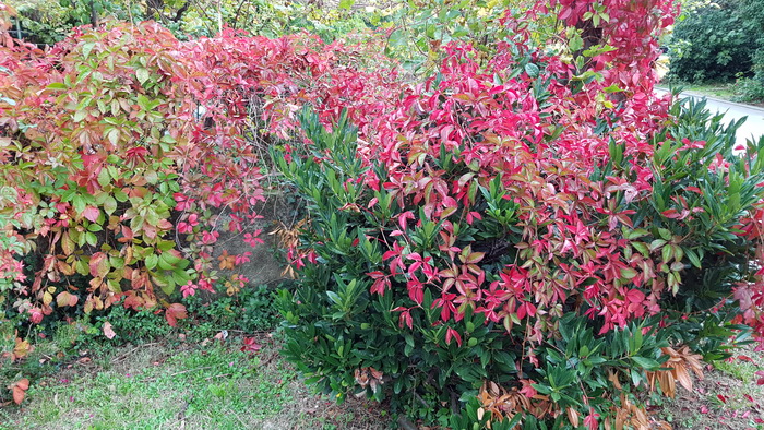 Boje zadarske jeseni. Foto: Mladen Malik