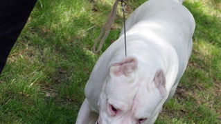 Zadar: Medjunarodna izlozba pasa CACIB 1. svibnja 2010.