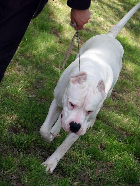 Zadar: Medjunarodna izlozba pasa CACIB 1. svibnja 2010.