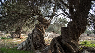 Berba maslina u Lunu, foto: V. Pesic