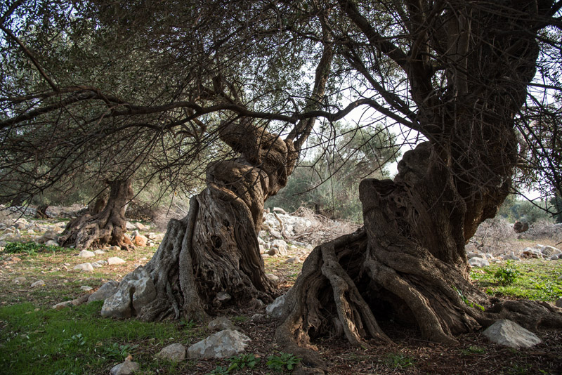 Berba maslina u Lunu, foto: V. Pesic
