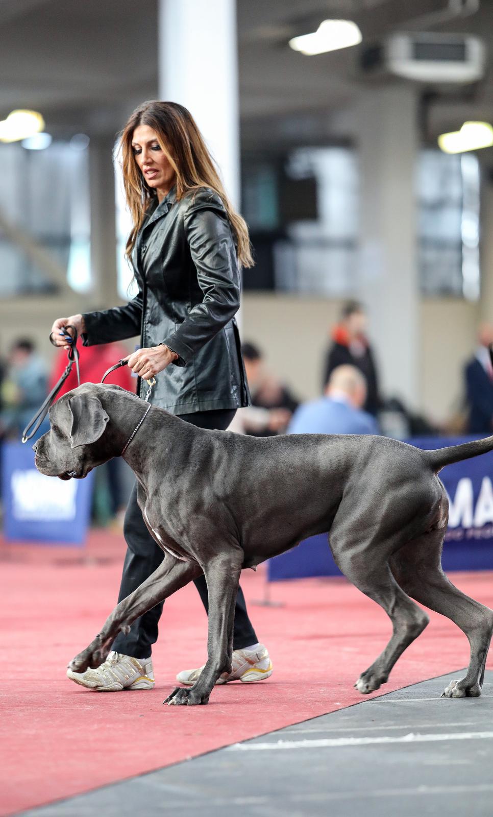 Izložba pasa na Zagrebačkom velesajmu Izložba pasa na Zagrebačkom velesajmu