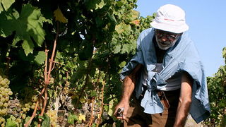 Priča o vinu: Od trsa do bačve, Foto: Leo Banić