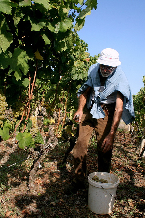 Priča o vinu: Od trsa do bačve, Foto: Leo Banić