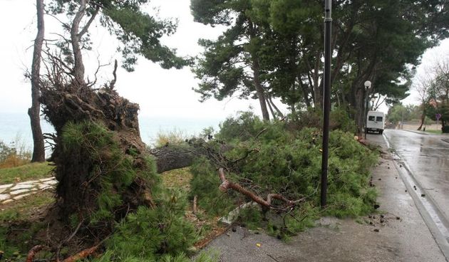 Uz šetalište Kolovare olujno jugo iščupalo je stablo u kojenu. Photo: Dino Stanin/PIXSELL