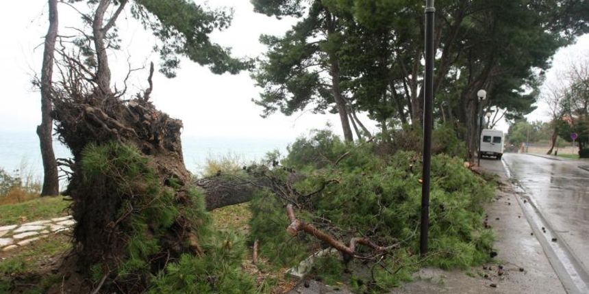 Uz šetalište Kolovare olujno jugo iščupalo je stablo u kojenu. Photo: Dino Stanin/PIXSELL