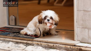 Đir po gradu, subotnja špica 31. ožujka 2018. Maltezer Đir po gradu, subotnja špica 31. ožujka 2018. Maltezer